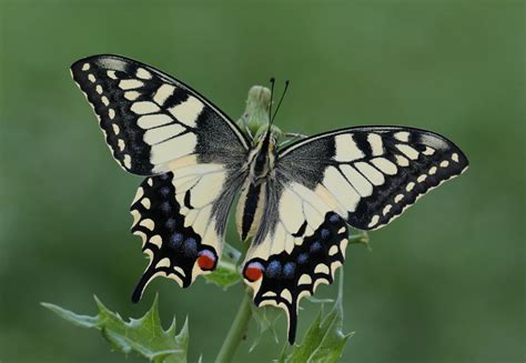 vidlochvost feniklový na kvete