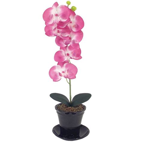 Orchidea v črepníku