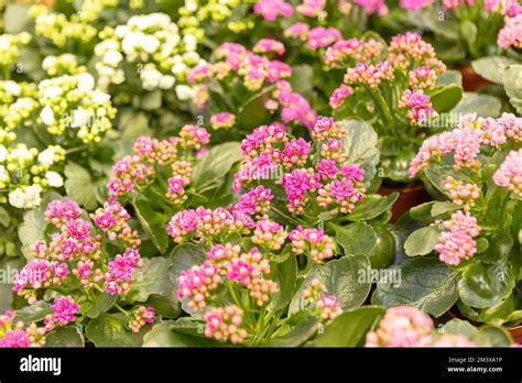 detail kvetov kalanchoe