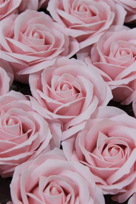 Rozkvitnutá ruža s kvapkami rosy