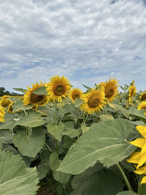 Ziskovosť pestovania slnečnice podľa agrotechniky a dotácií