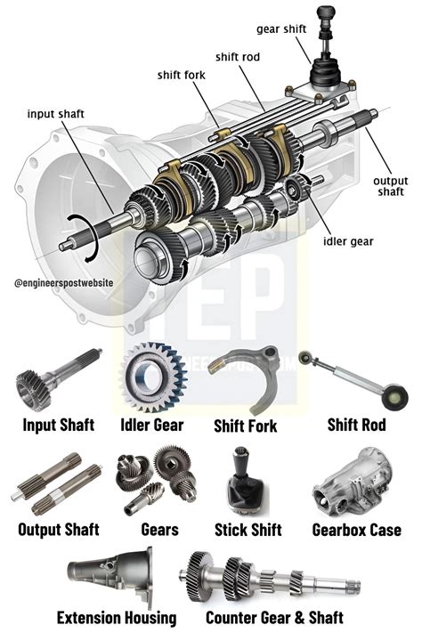 Ilustrácia fialky lesnej s popisom jej častí