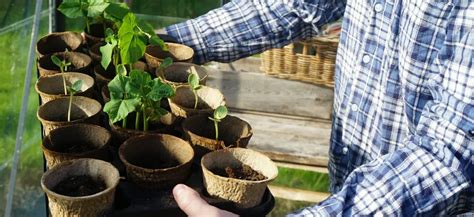 Mladé sadenice fialiek pripravené na presádzanie