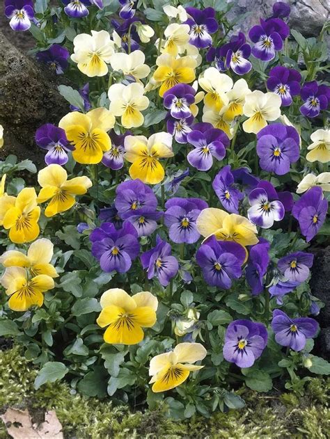 Fialka rohatá (Viola cornuta)