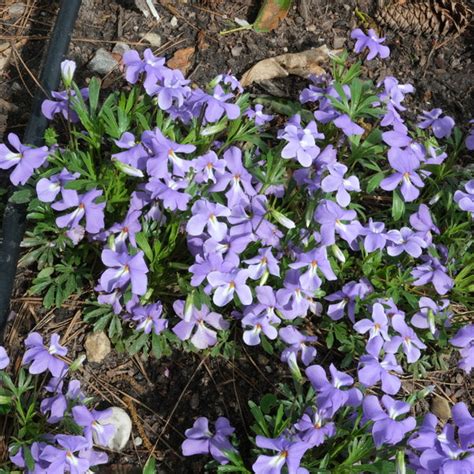 Fialka vtáčia noha (Viola pedata)