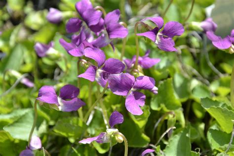 Fialka sestričková (Viola sororia)