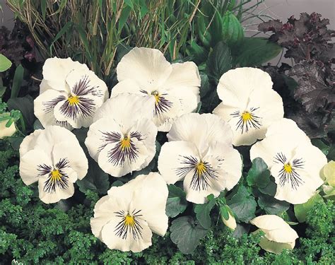 Kolekcia rôznych kultivarov sirôtok (Viola x wittrockiana)