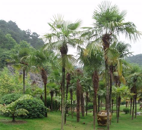 Trachycarpus fortunei palma