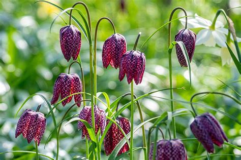 Korunkovka kráľovská (Fritillaria imperialis) v plnom kvete