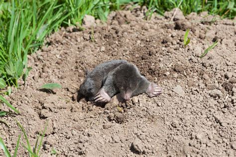 Tabuľka porovnania metód boja proti krtkom