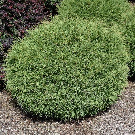 Ideálne podmienky pre rast tuje 'Mr Bowling Ball'