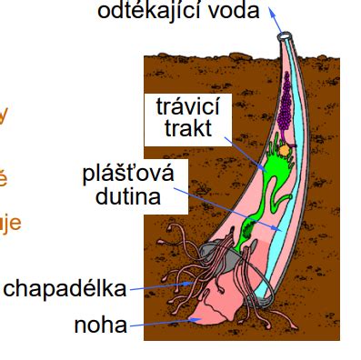 Odrezky zasadené v substráte s použitím stimulátora