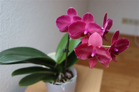 Rozmnožovanie orchidey delením