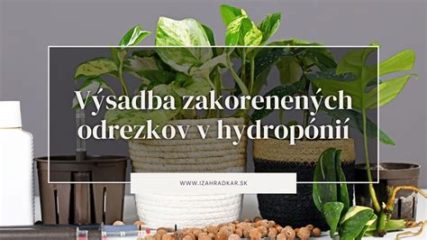 Fotografia zakorenených odrezkov dracény