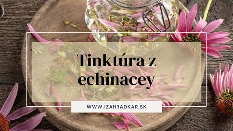 Formy užívania echinacey