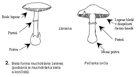 Rozdiel medzi samčím a samičím kríkom rakytníka