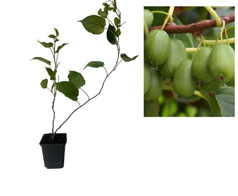 Rež a tvarovanie mini kiwi