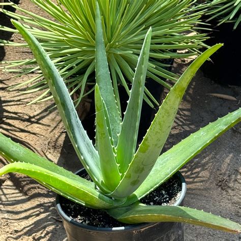 Historické zobrazenia aloe vera