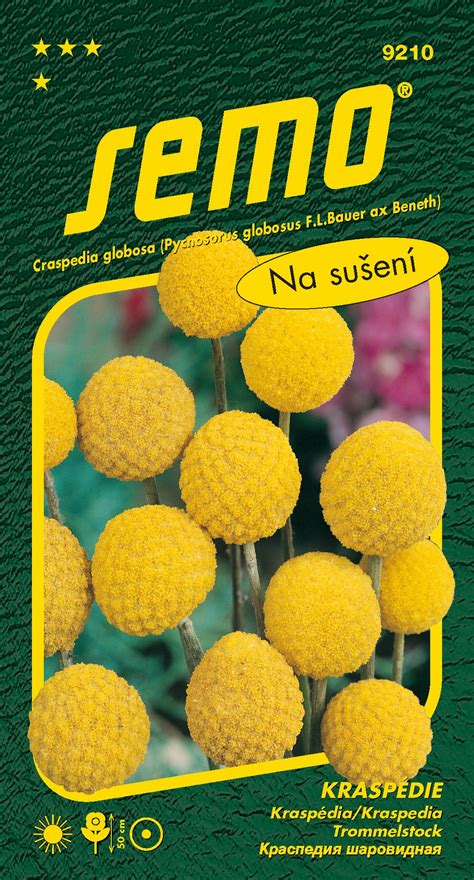 Kraspédia (Billy Buttons) na záhone
