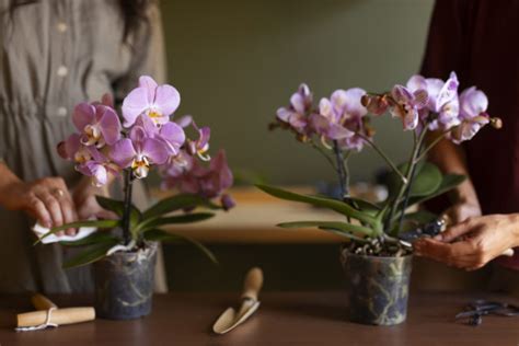 Základná starostlivosť o orchidey