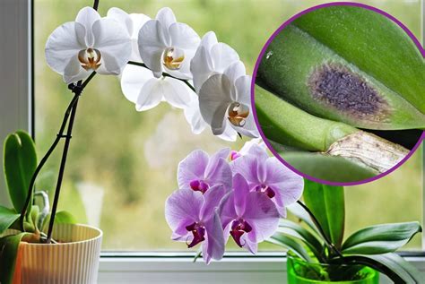 Pleseň okvetných lístkov na orchidei