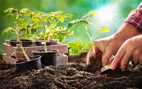 Sadenie priesad paradajok do záhrady