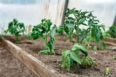 Podpora rastu paradajok pomocou kolíkov