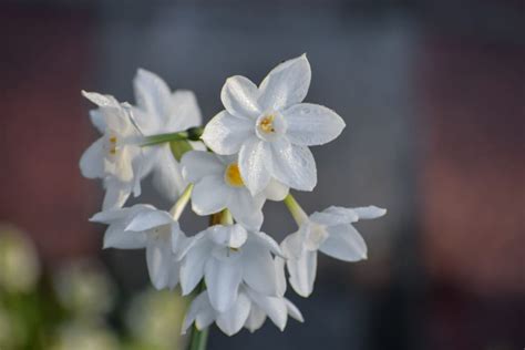 Dieťa vyfarbujúce narcis
