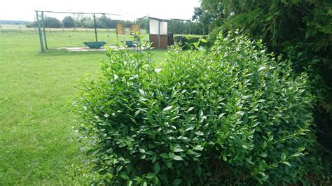 listy vtáčieho zobu