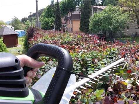 strihanie živého plota