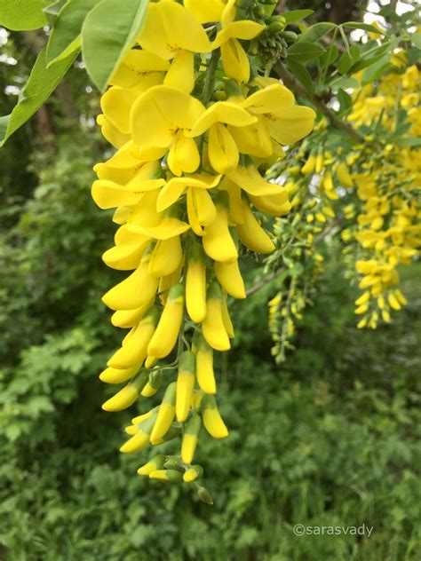 Rozdiel medzi listami Laburnum anagyroides a Laburnum alpinum
