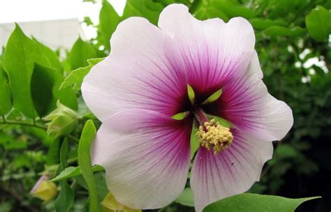 Rôzne formy spracovania slezu maurského