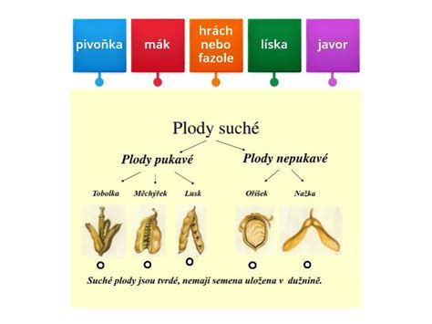 Suché plody jednoročného mesačného kvetu pripomínajúce mince