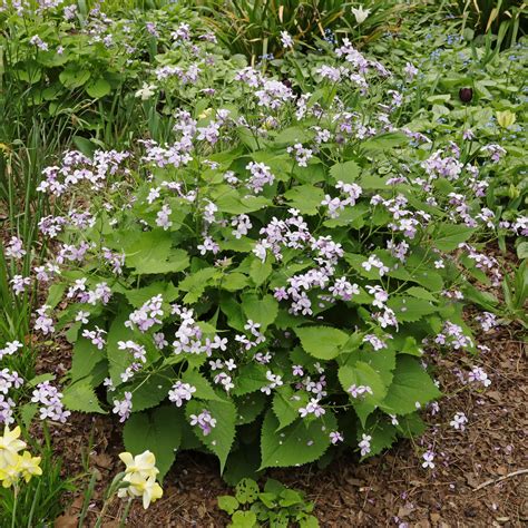 Kvitnúca trvalka Lunaria rediviva