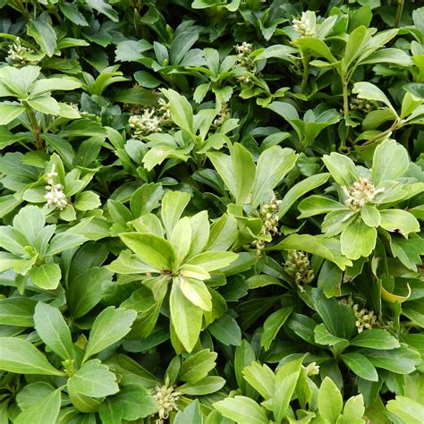 Pachysandra zimozelená v kvetináči