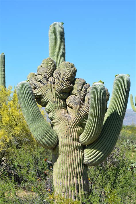 Detail kvetu a plodu kaktusu Saguaro