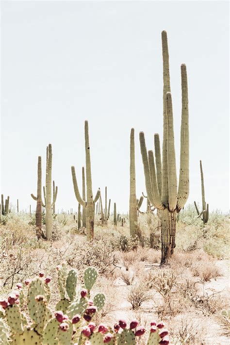 Ilustrácia vtákov hniezdiacich v kaktuse Saguaro
