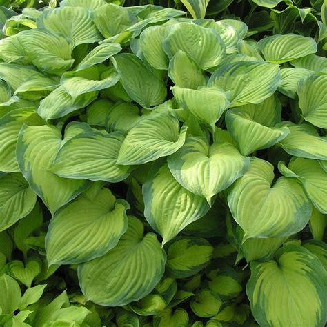 Hosta Guacamole detail listov