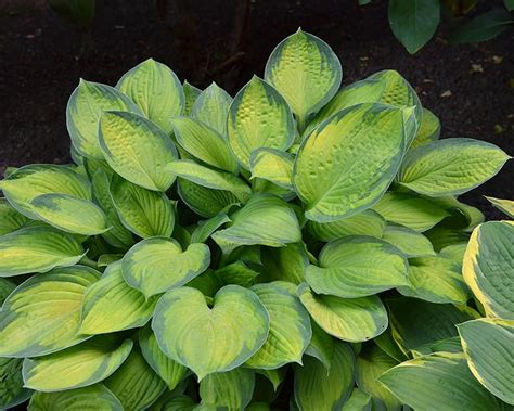 Kvitnúca Hosta Guacamole