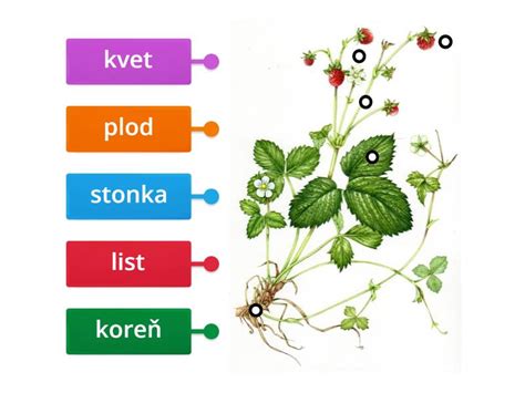 Schéma rastliny vlčí bôb s vyznačeným koreňovým systémom a listami