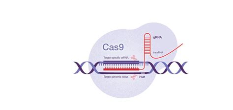CRISPR-Cas9 technológia