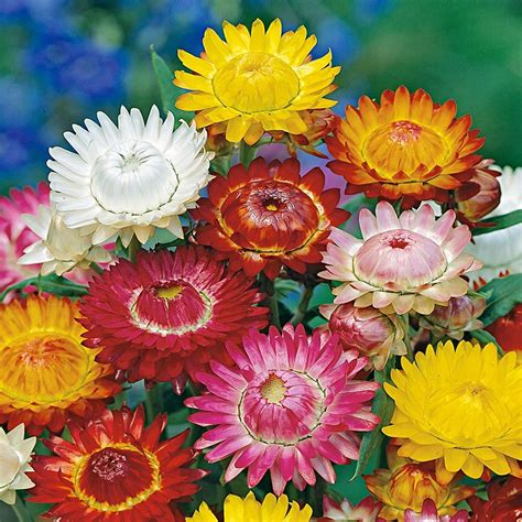 Zmes farebných taričiek na skalke