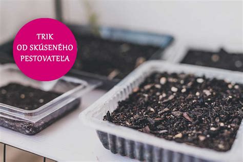 Drobné semienka taričky pri výseve