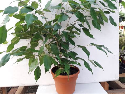 Odrezky Ficus Benjamina zakoreňujúce sa vo vode