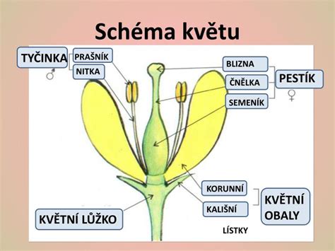 Detail kvetu kiwi s viditeľnými tyčinkami a piestikmi