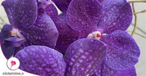 Orchidea s jednou žltou spodnou listou