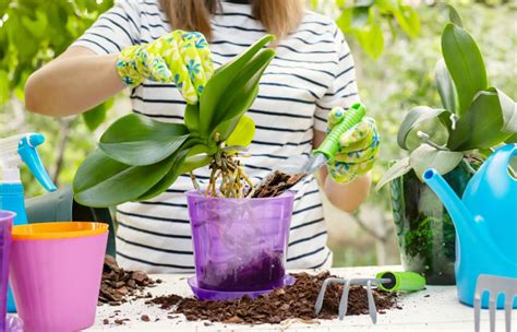 Presádzanie orchidey do nového substrátu