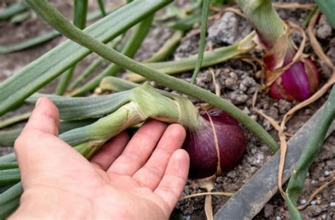 Napadnutá cibuľa kvetárkou cibuľovou