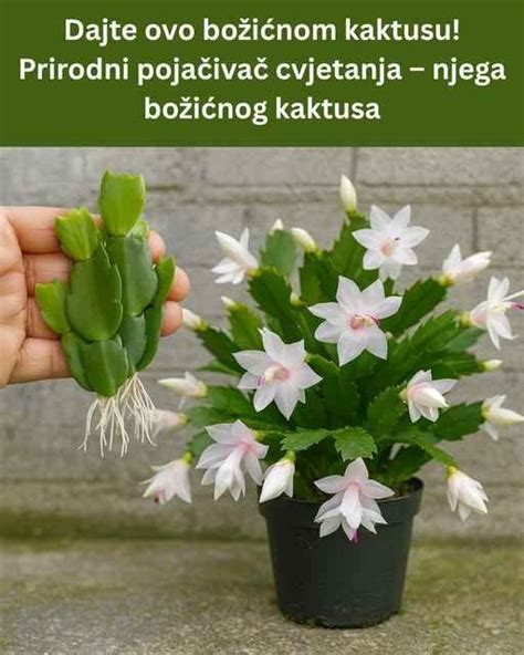 Schéma správneho zalievania kaktusu