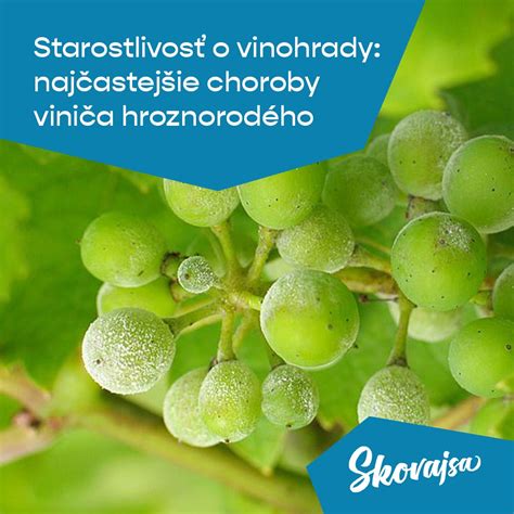 Najčastejšie choroby a škodcovia azaliek